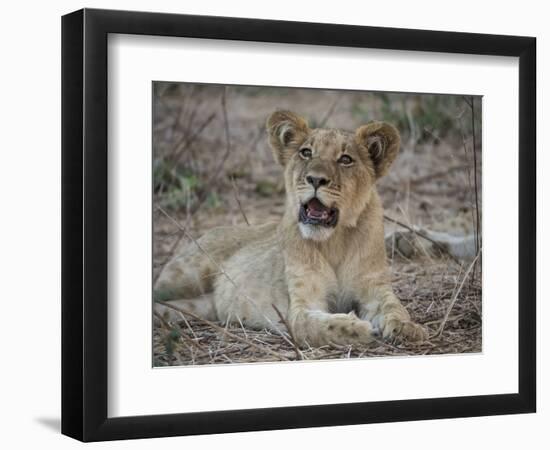 Africa, Zambia. Portrait of Lion Cub-Jaynes Gallery-Framed Photographic Print