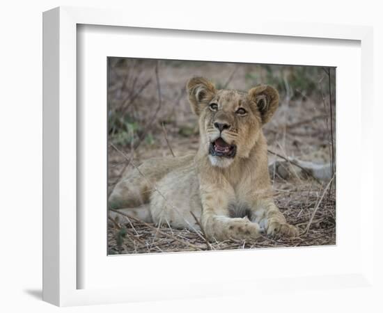 Africa, Zambia. Portrait of Lion Cub-Jaynes Gallery-Framed Photographic Print