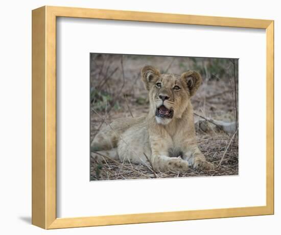 Africa, Zambia. Portrait of Lion Cub-Jaynes Gallery-Framed Photographic Print