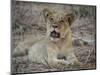 Africa, Zambia. Portrait of Lion Cub-Jaynes Gallery-Mounted Photographic Print