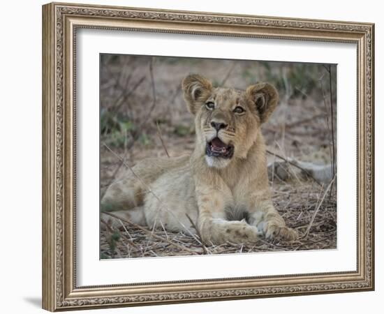 Africa, Zambia. Portrait of Lion Cub-Jaynes Gallery-Framed Photographic Print