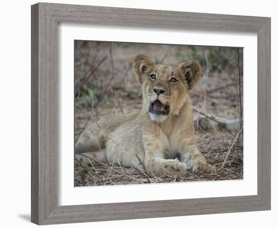 Africa, Zambia. Portrait of Lion Cub-Jaynes Gallery-Framed Photographic Print