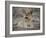 Africa, Zambia. Portrait of Lion Cub-Jaynes Gallery-Framed Photographic Print