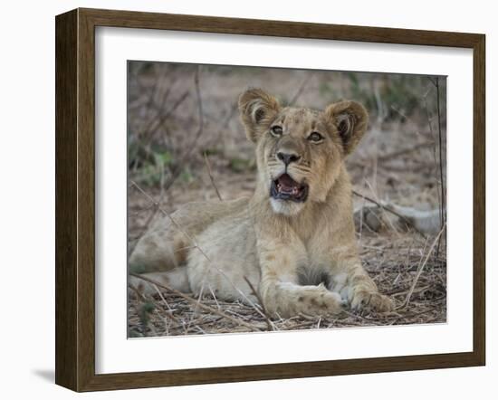 Africa, Zambia. Portrait of Lion Cub-Jaynes Gallery-Framed Photographic Print