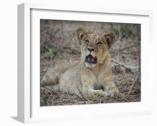 Africa, Zambia. Portrait of Lion Cub-Jaynes Gallery-Framed Photographic Print