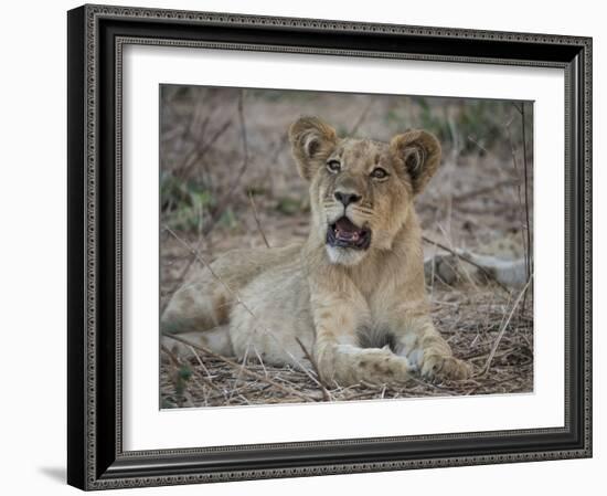 Africa, Zambia. Portrait of Lion Cub-Jaynes Gallery-Framed Photographic Print