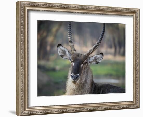 Africa, Zambia. Portrait of Waterbuck-Jaynes Gallery-Framed Photographic Print