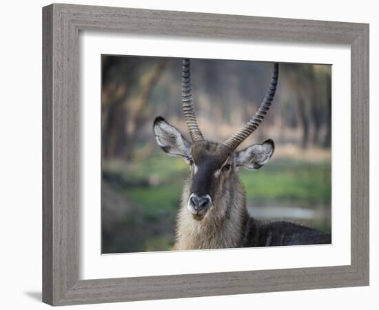 Africa, Zambia. Portrait of Waterbuck-Jaynes Gallery-Framed Photographic Print