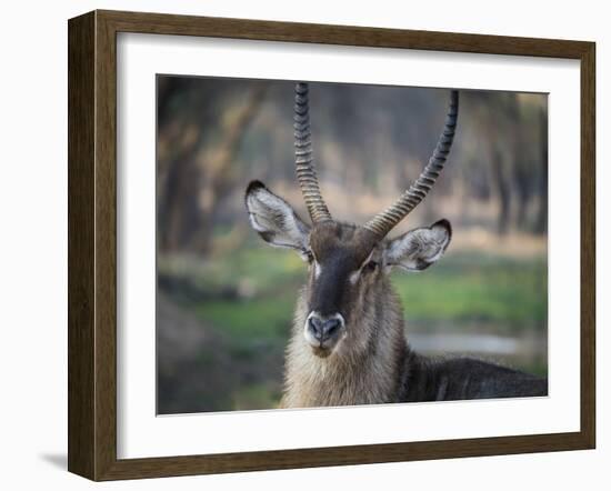 Africa, Zambia. Portrait of Waterbuck-Jaynes Gallery-Framed Photographic Print