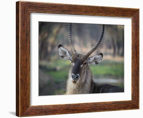 Africa, Zambia. Portrait of Waterbuck-Jaynes Gallery-Framed Photographic Print