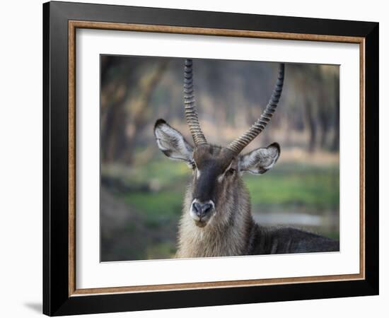 Africa, Zambia. Portrait of Waterbuck-Jaynes Gallery-Framed Photographic Print