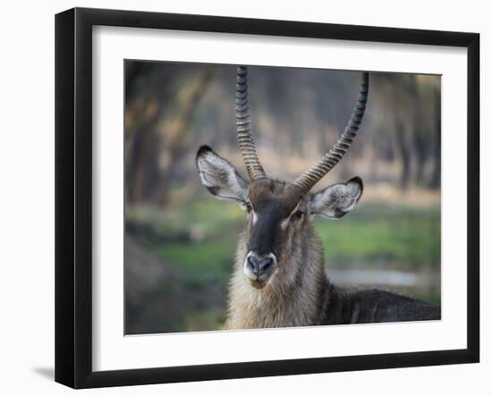 Africa, Zambia. Portrait of Waterbuck-Jaynes Gallery-Framed Photographic Print