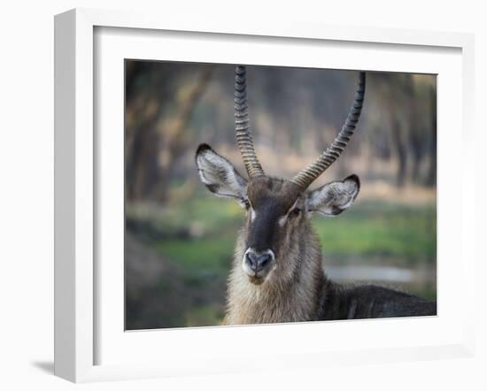 Africa, Zambia. Portrait of Waterbuck-Jaynes Gallery-Framed Photographic Print