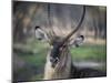 Africa, Zambia. Portrait of Waterbuck-Jaynes Gallery-Mounted Photographic Print