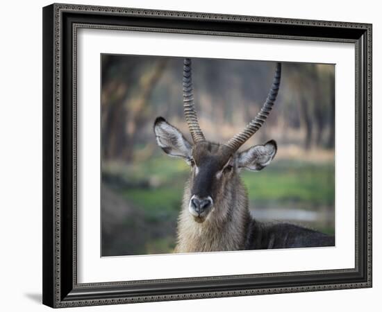 Africa, Zambia. Portrait of Waterbuck-Jaynes Gallery-Framed Photographic Print