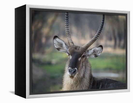 Africa, Zambia. Portrait of Waterbuck-Jaynes Gallery-Framed Premier Image Canvas