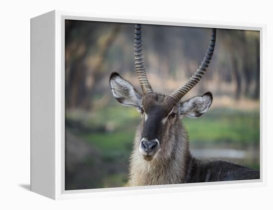 Africa, Zambia. Portrait of Waterbuck-Jaynes Gallery-Framed Premier Image Canvas