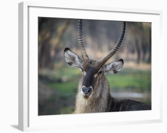 Africa, Zambia. Portrait of Waterbuck-Jaynes Gallery-Framed Photographic Print