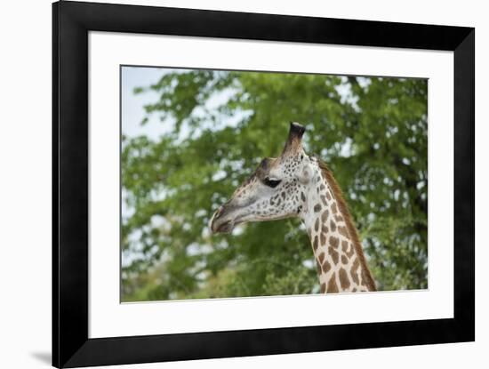 Africa, Zambia, South Luangwa National Park, during green season. Thornicroft's giraffe.-Cindy Miller Hopkins-Framed Photographic Print