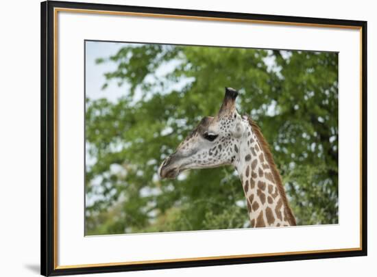 Africa, Zambia, South Luangwa National Park, during green season. Thornicroft's giraffe.-Cindy Miller Hopkins-Framed Photographic Print