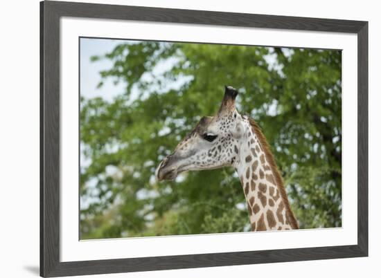 Africa, Zambia, South Luangwa National Park, during green season. Thornicroft's giraffe.-Cindy Miller Hopkins-Framed Photographic Print