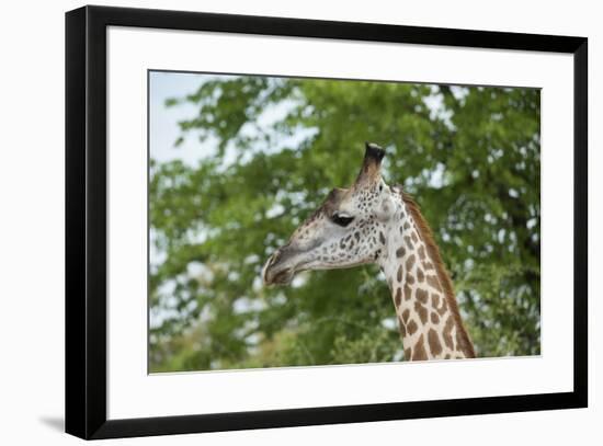 Africa, Zambia, South Luangwa National Park, during green season. Thornicroft's giraffe.-Cindy Miller Hopkins-Framed Photographic Print