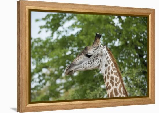 Africa, Zambia, South Luangwa National Park, during green season. Thornicroft's giraffe.-Cindy Miller Hopkins-Framed Premier Image Canvas