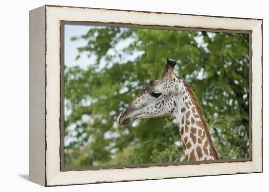 Africa, Zambia, South Luangwa National Park, during green season. Thornicroft's giraffe.-Cindy Miller Hopkins-Framed Premier Image Canvas