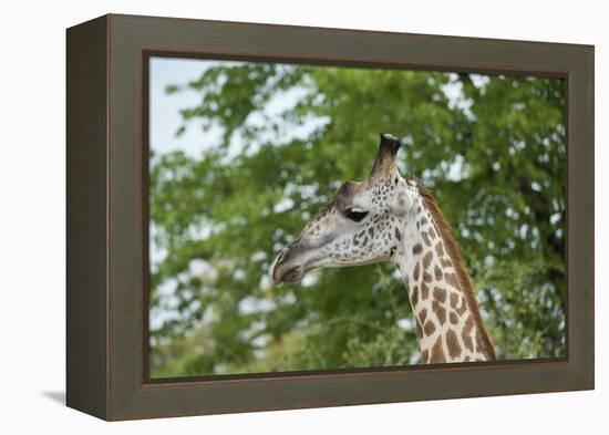 Africa, Zambia, South Luangwa National Park, during green season. Thornicroft's giraffe.-Cindy Miller Hopkins-Framed Premier Image Canvas