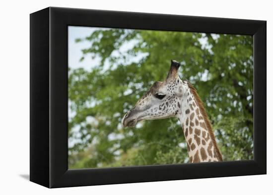 Africa, Zambia, South Luangwa National Park, during green season. Thornicroft's giraffe.-Cindy Miller Hopkins-Framed Premier Image Canvas