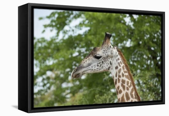 Africa, Zambia, South Luangwa National Park, during green season. Thornicroft's giraffe.-Cindy Miller Hopkins-Framed Premier Image Canvas