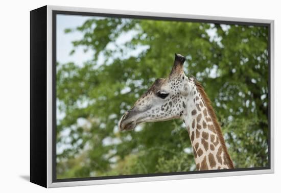 Africa, Zambia, South Luangwa National Park, during green season. Thornicroft's giraffe.-Cindy Miller Hopkins-Framed Premier Image Canvas