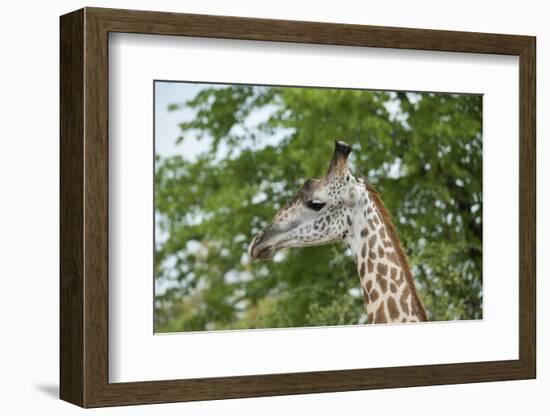 Africa, Zambia, South Luangwa National Park, during green season. Thornicroft's giraffe.-Cindy Miller Hopkins-Framed Photographic Print