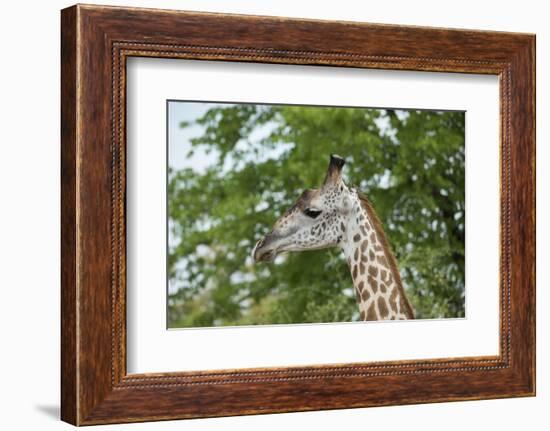 Africa, Zambia, South Luangwa National Park, during green season. Thornicroft's giraffe.-Cindy Miller Hopkins-Framed Photographic Print