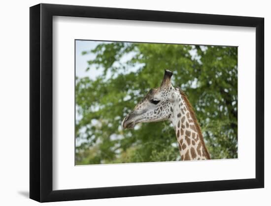 Africa, Zambia, South Luangwa National Park, during green season. Thornicroft's giraffe.-Cindy Miller Hopkins-Framed Photographic Print