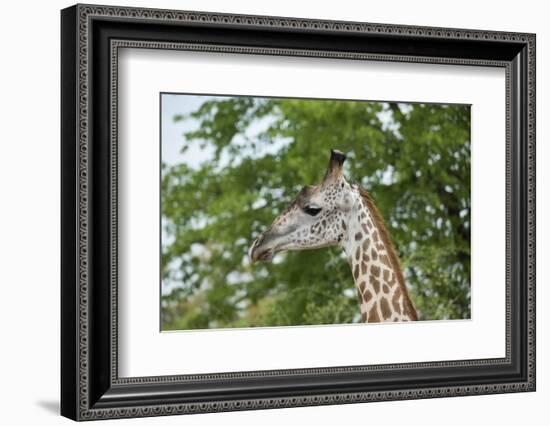 Africa, Zambia, South Luangwa National Park, during green season. Thornicroft's giraffe.-Cindy Miller Hopkins-Framed Photographic Print