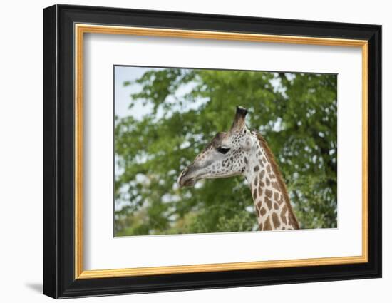 Africa, Zambia, South Luangwa National Park, during green season. Thornicroft's giraffe.-Cindy Miller Hopkins-Framed Photographic Print