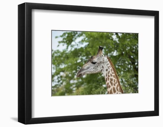 Africa, Zambia, South Luangwa National Park, during green season. Thornicroft's giraffe.-Cindy Miller Hopkins-Framed Photographic Print