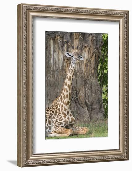 Africa, Zambia, South Luangwa National Park. Thornicroft's giraffe.-Cindy Miller Hopkins-Framed Photographic Print