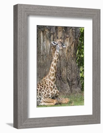 Africa, Zambia, South Luangwa National Park. Thornicroft's giraffe.-Cindy Miller Hopkins-Framed Photographic Print