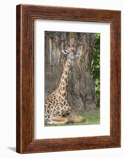 Africa, Zambia, South Luangwa National Park. Thornicroft's giraffe.-Cindy Miller Hopkins-Framed Photographic Print