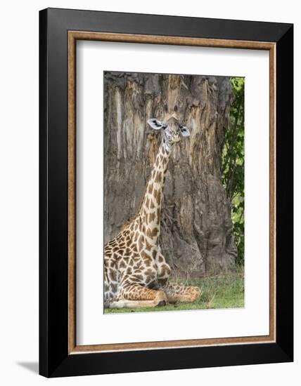 Africa, Zambia, South Luangwa National Park. Thornicroft's giraffe.-Cindy Miller Hopkins-Framed Photographic Print