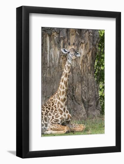 Africa, Zambia, South Luangwa National Park. Thornicroft's giraffe.-Cindy Miller Hopkins-Framed Photographic Print