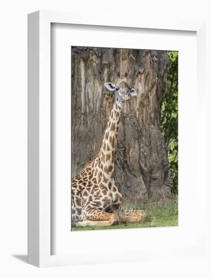 Africa, Zambia, South Luangwa National Park. Thornicroft's giraffe.-Cindy Miller Hopkins-Framed Photographic Print