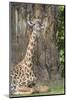 Africa, Zambia, South Luangwa National Park. Thornicroft's giraffe.-Cindy Miller Hopkins-Mounted Photographic Print