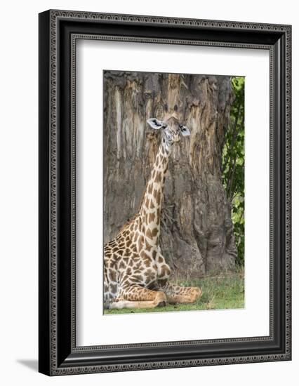 Africa, Zambia, South Luangwa National Park. Thornicroft's giraffe.-Cindy Miller Hopkins-Framed Photographic Print