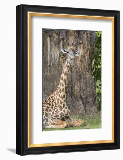 Africa, Zambia, South Luangwa National Park. Thornicroft's giraffe.-Cindy Miller Hopkins-Framed Photographic Print