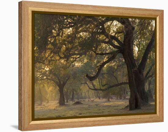 Africa, Zambia. Sunset on Forest-Jaynes Gallery-Framed Premier Image Canvas