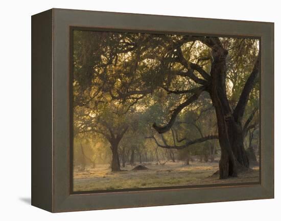 Africa, Zambia. Sunset on Forest-Jaynes Gallery-Framed Premier Image Canvas