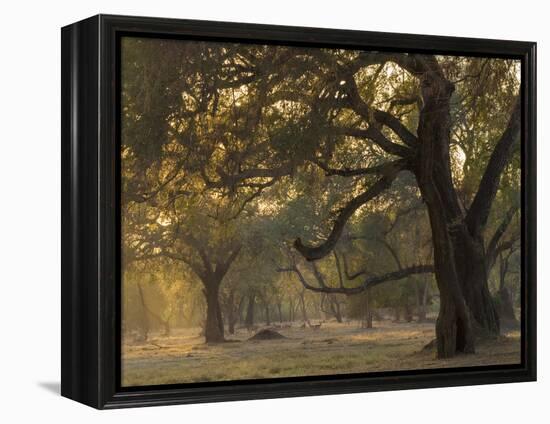 Africa, Zambia. Sunset on Forest-Jaynes Gallery-Framed Premier Image Canvas